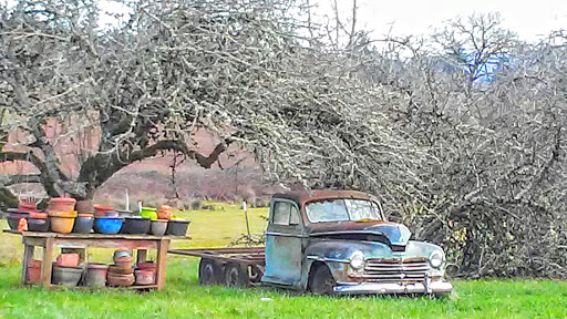 An old vintage truck resting under a sprawling tree in a peaceful rural setting.