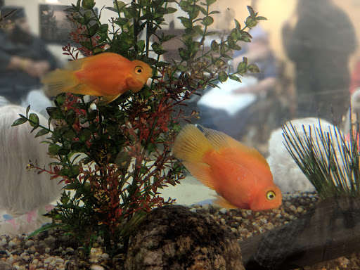 Two orange fish swimming among aquatic plants in an aquarium.