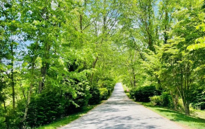 A serene pathway surrounded by lush green trees.