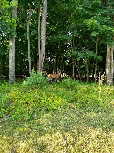 A deer grazing peacefully in the lush green forest.