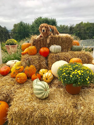 A golden retriever lounging among colorful pumpkins and hay bales, perfect for the autumn season.