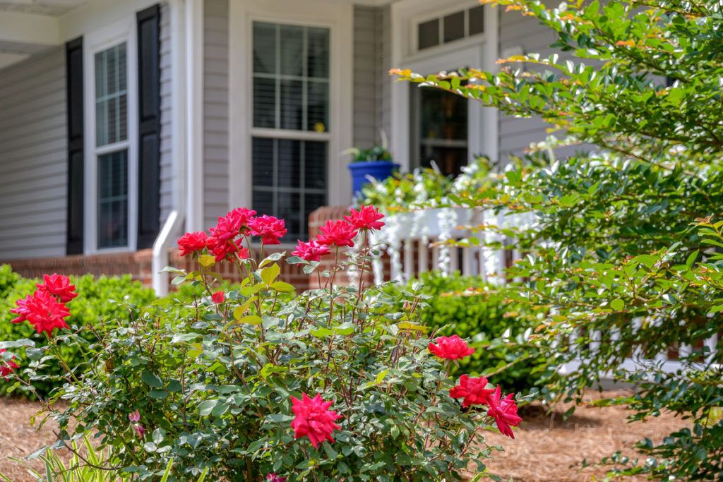 A picturesque front porch with blooming red roses in a well-maintained garden.