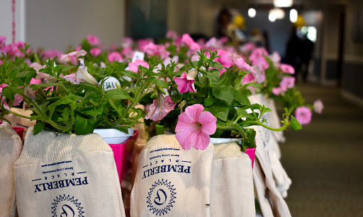 A vibrant display of pink petunia flowers in decorative pots, adding a touch of color to the space.