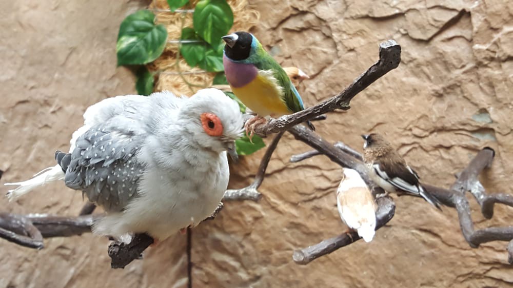 Two vibrant birds perched on a branch in a natural setting.