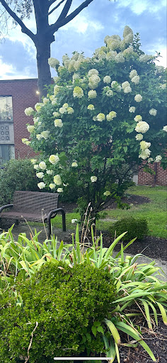 A serene park scene featuring a flowering tree and a cozy bench surrounded by lush greenery.