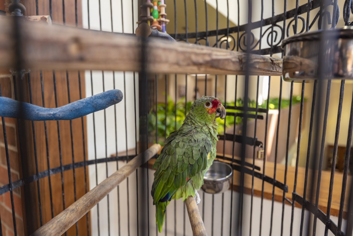 A green parrot perched inside a cage.