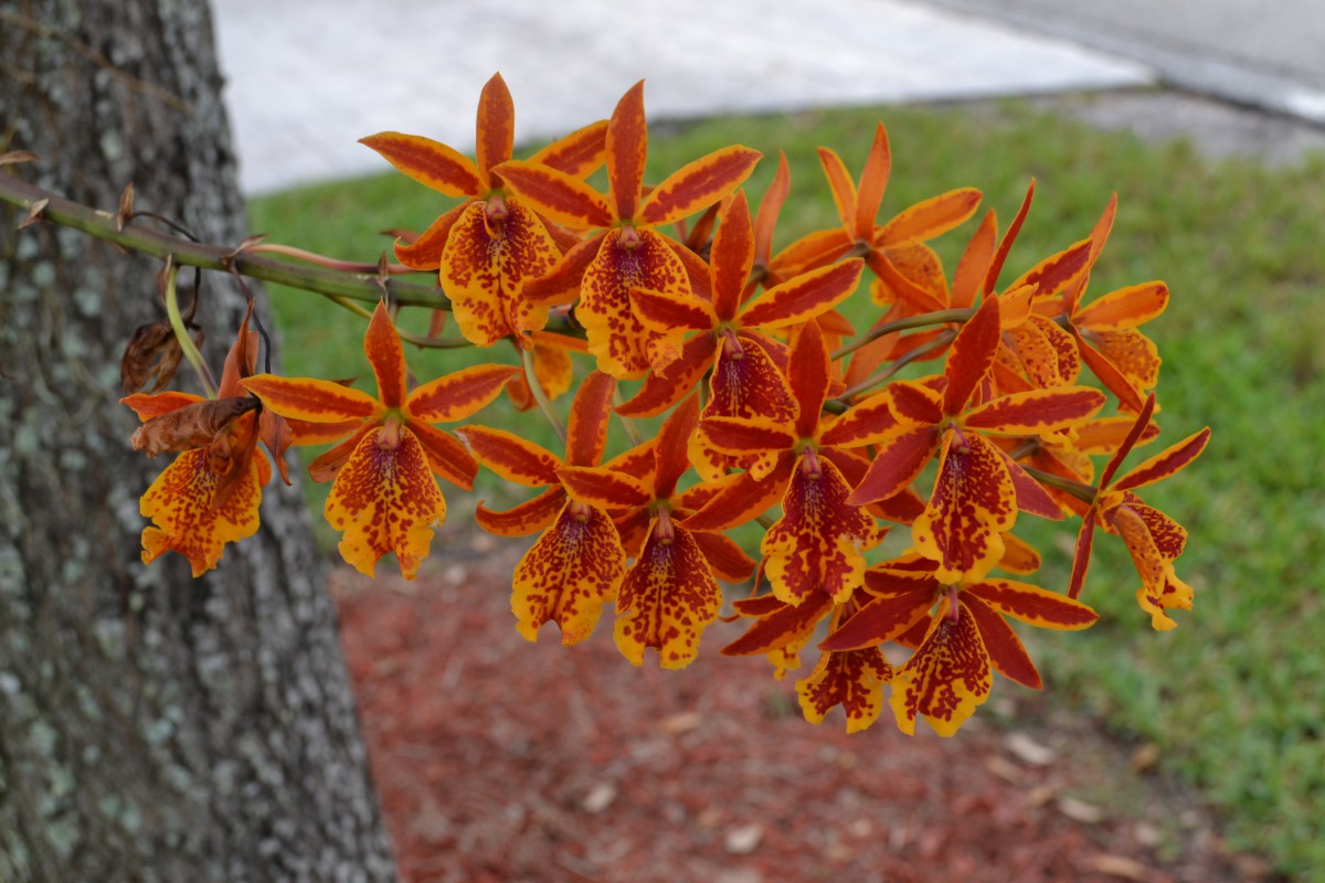 A vibrant cluster of orange orchids in full bloom.
