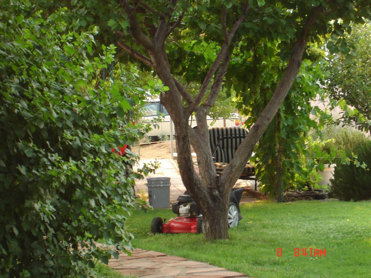 A serene garden scene with a tree and a lawn mower placed on the grass.