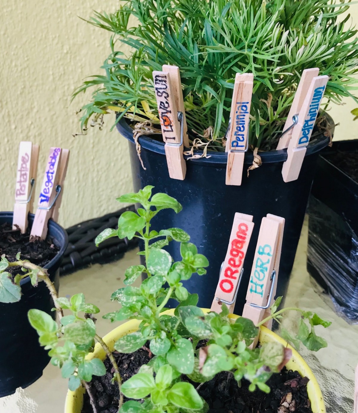 A small herb garden with labeled pots using clothespins, featuring oregano and chives.