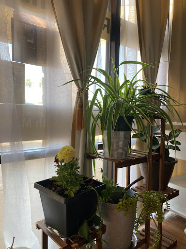 A cozy indoor corner featuring lush plants and soft sunlight filtering through the curtains.