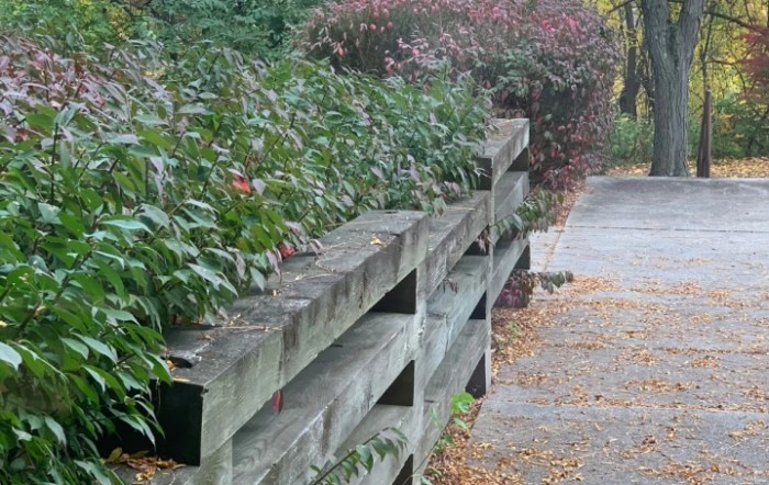A wooden fence lined with lush plants borders a leaf-covered sidewalk in an autumn setting.