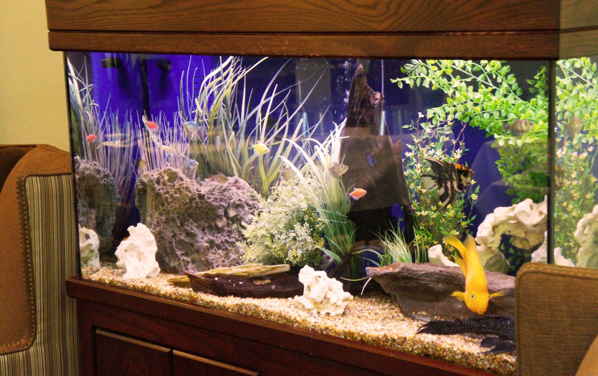 A well-decorated aquarium with colorful fish, plants, and rocks.