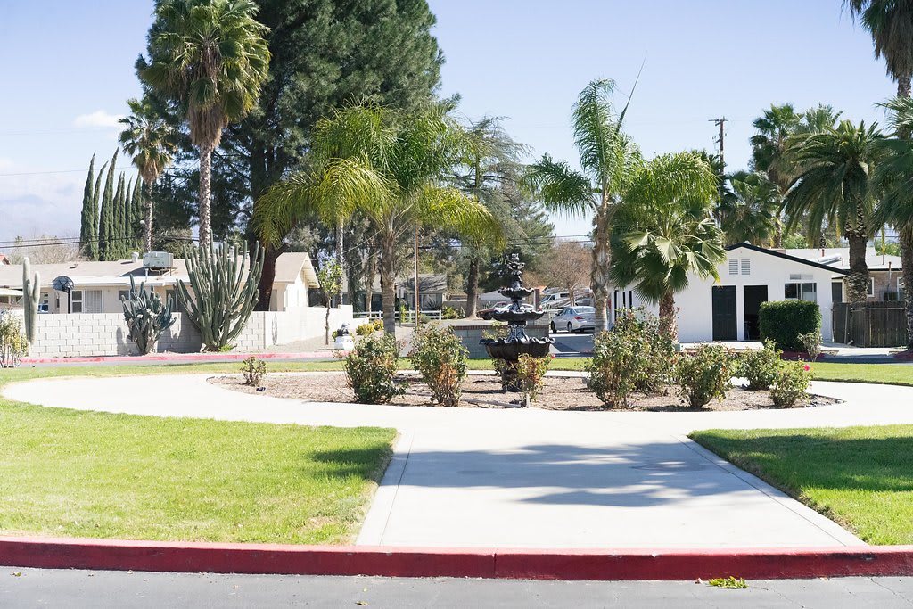 A sunny park scene with palm trees and a sidewalk.