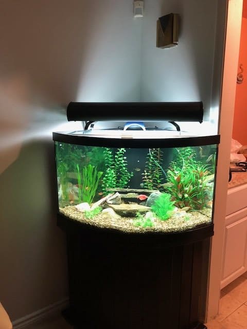 A well-lit corner aquarium with plants and decor.