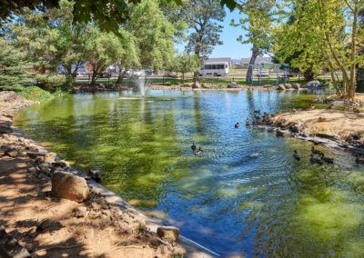 A serene park pond with ducks swimming under the shade of trees.