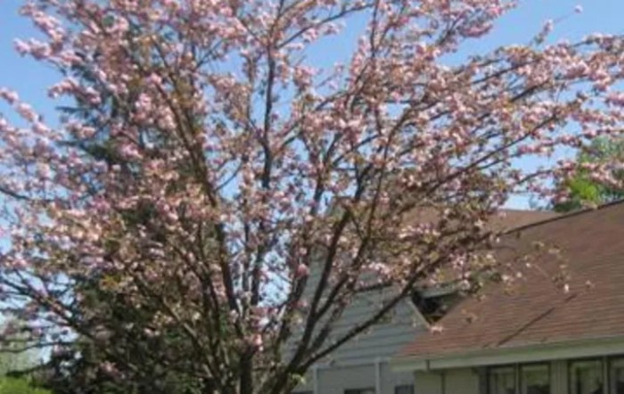 Carnegie Nursing Home