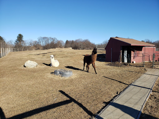 A curious llama stands in a field near a barn on a sunny day.