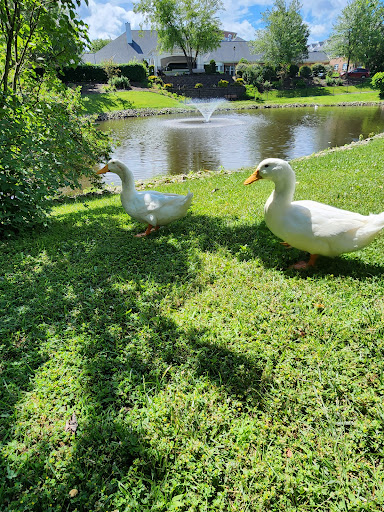 Two ducks enjoying a sunny day by the pond.