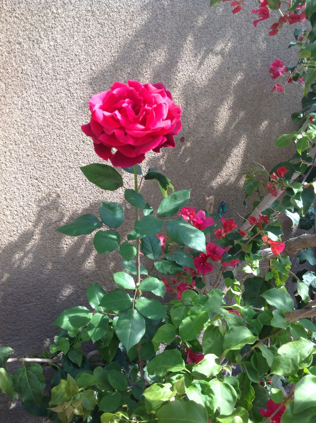 A vibrant red rose blooming in a garden.