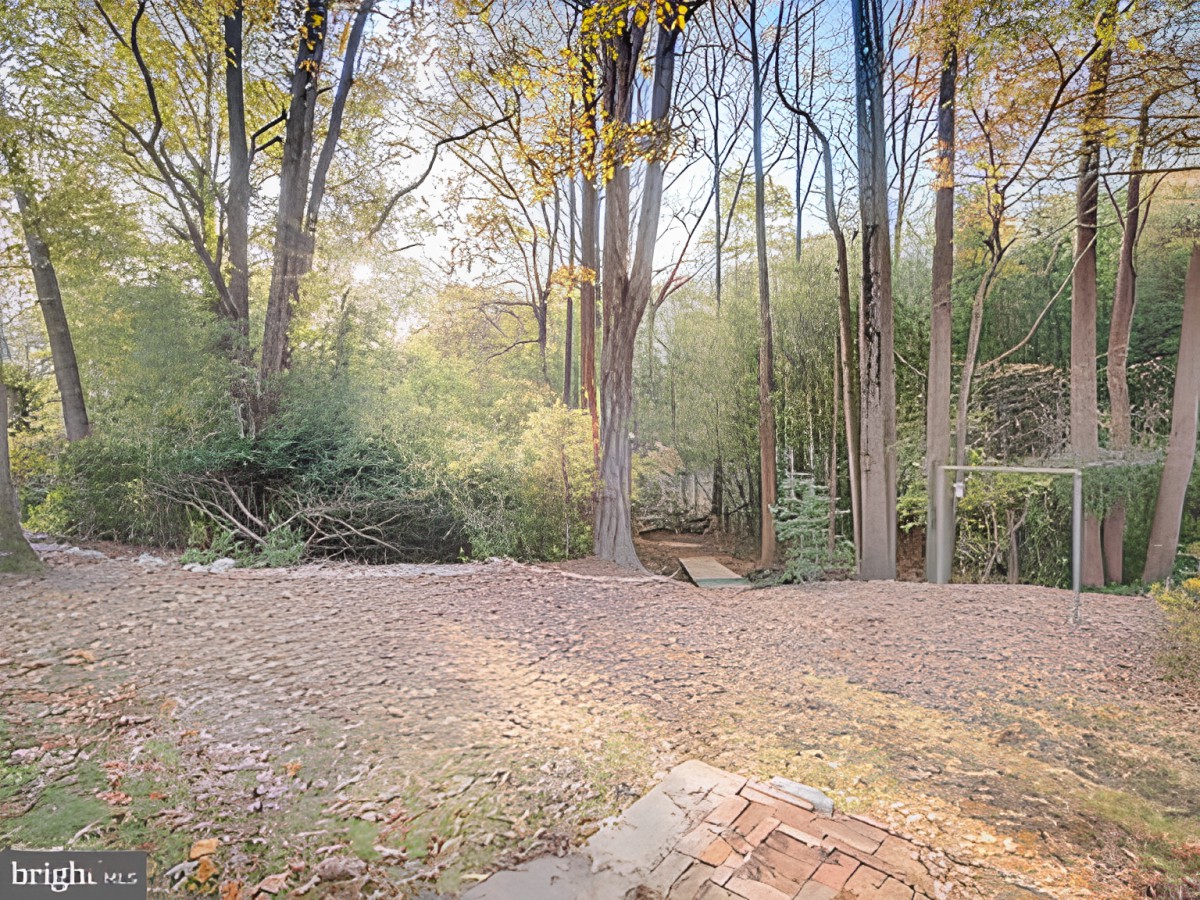 Sunlit forest with tall trees and a mix of autumn colors.