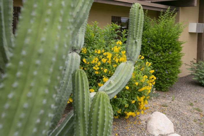A garden featuring tall cacti and vibrant yellow flowering plants.