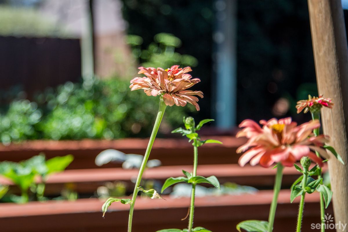 A zinnia flower basking in sunlight in a garden setting.