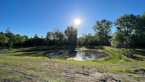 A serene pond surrounded by lush greenery under a bright sun.