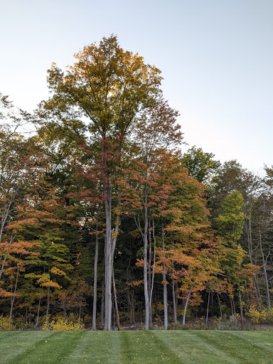 A serene view of trees showcasing their vibrant autumn colors.
