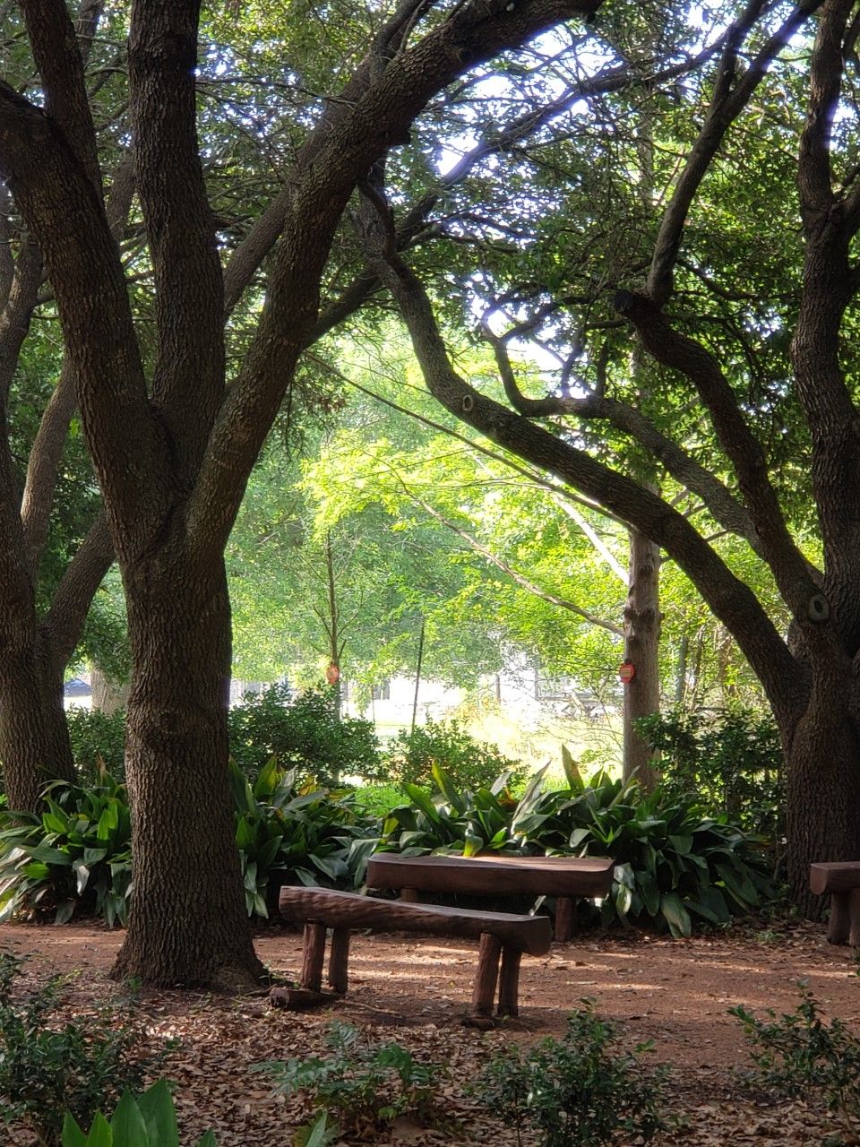 A serene park scene with benches under the shade of large trees.