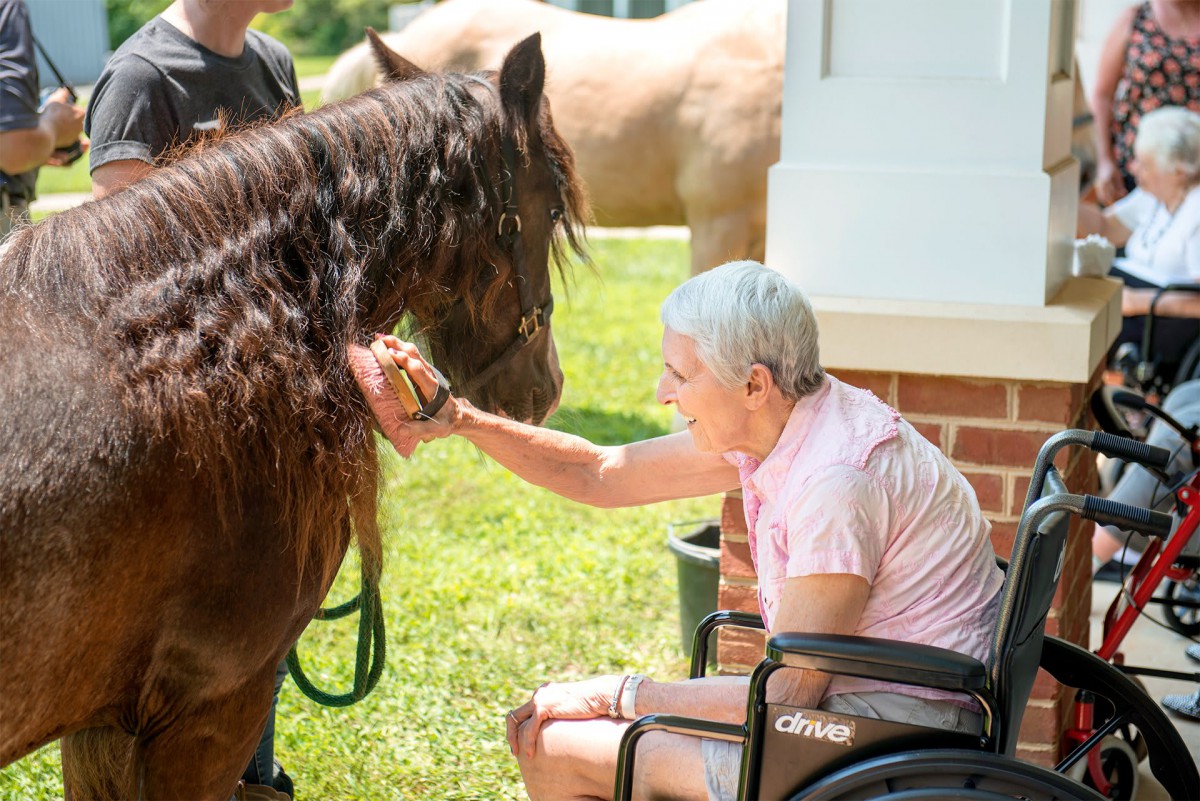 An elderly person in a wheelchair gently interacts with a horse outdoors, showcasing a moment of animal therapy.