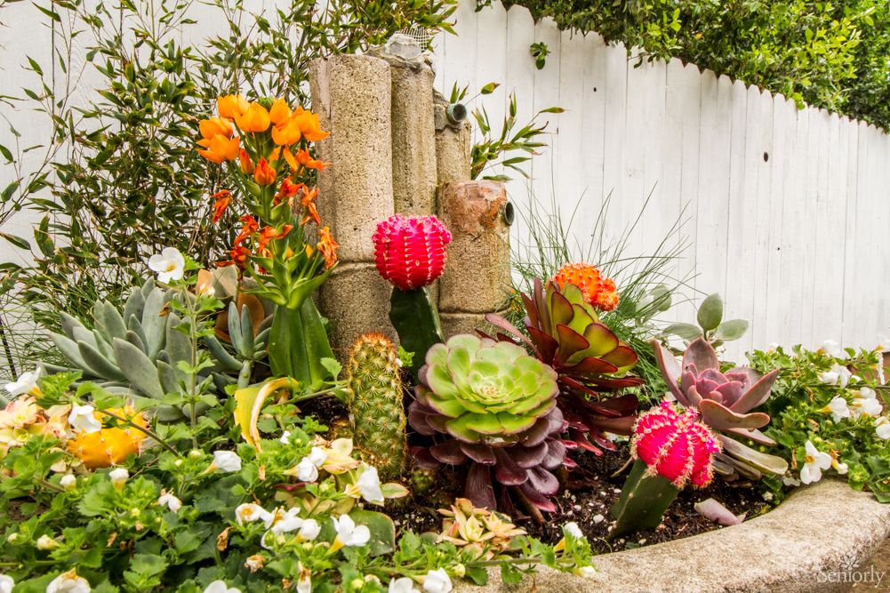 A vibrant garden featuring a variety of colorful flowers and succulents.