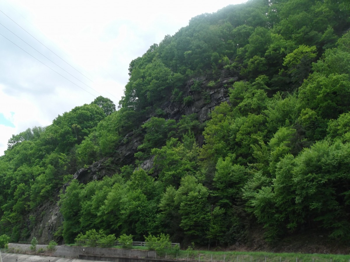 A lush, green hillside covered with dense trees under a cloudy sky.