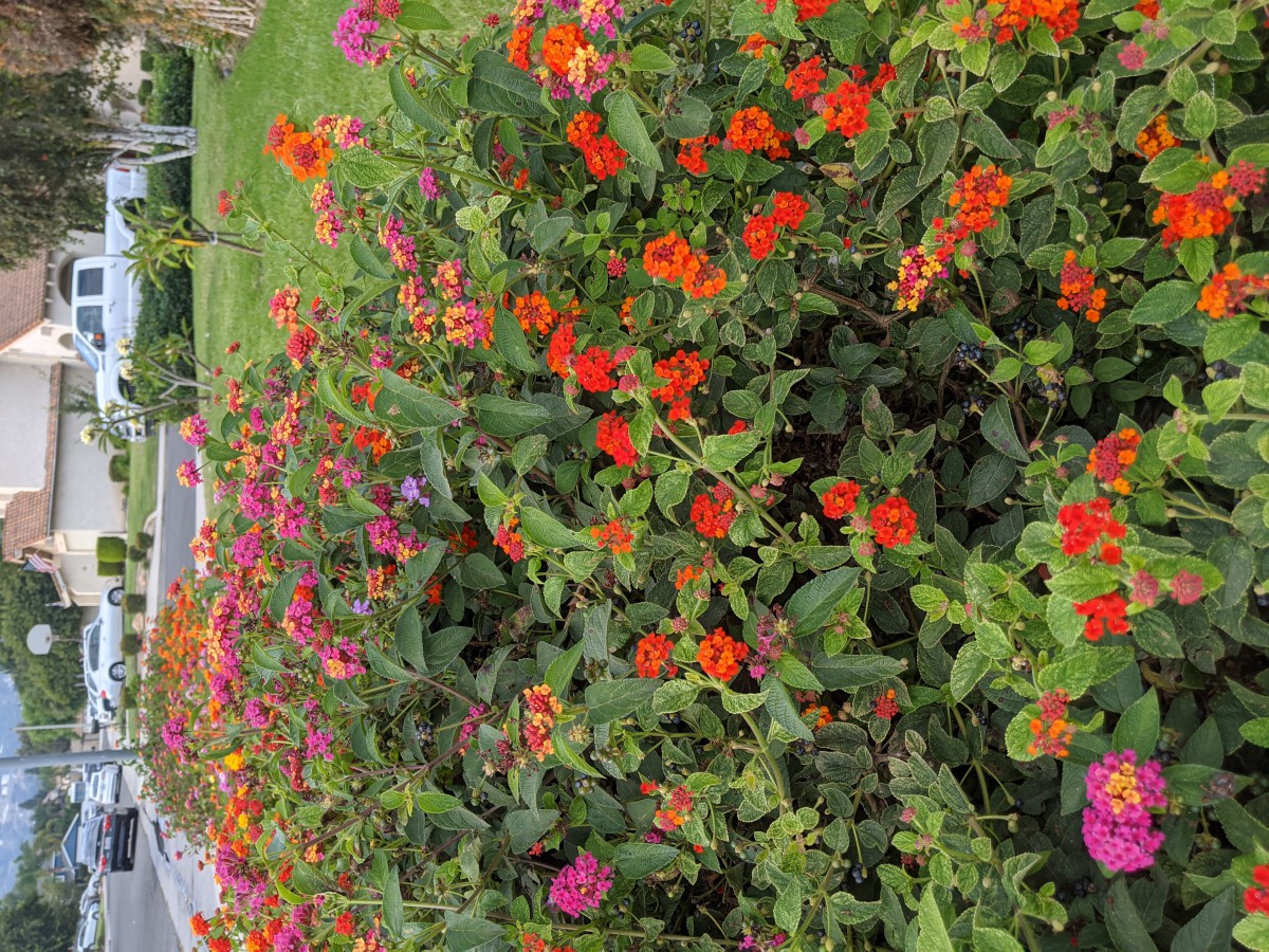 A vibrant garden filled with colorful blooming flowers.