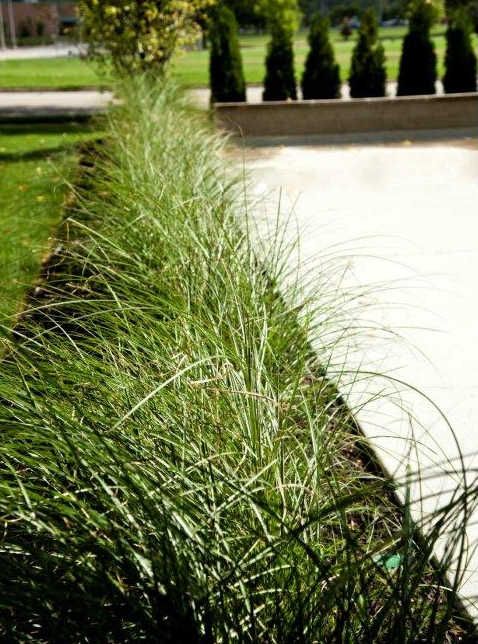 A neatly trimmed row of grass lines a concrete walkway in an outdoor setting.