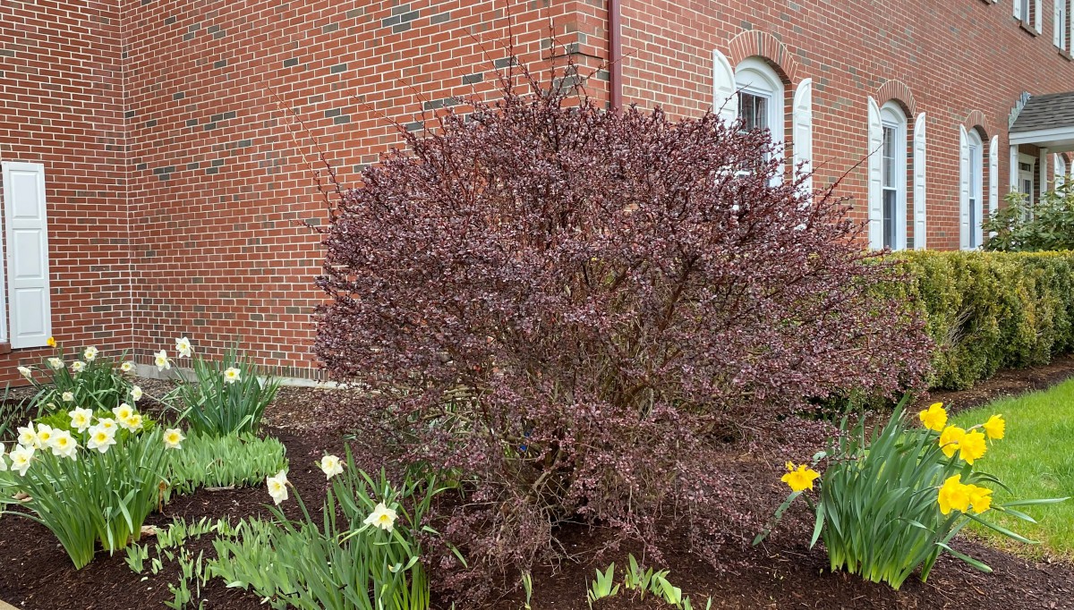 A red-leaved shrub in a garden bed next to a brick building.