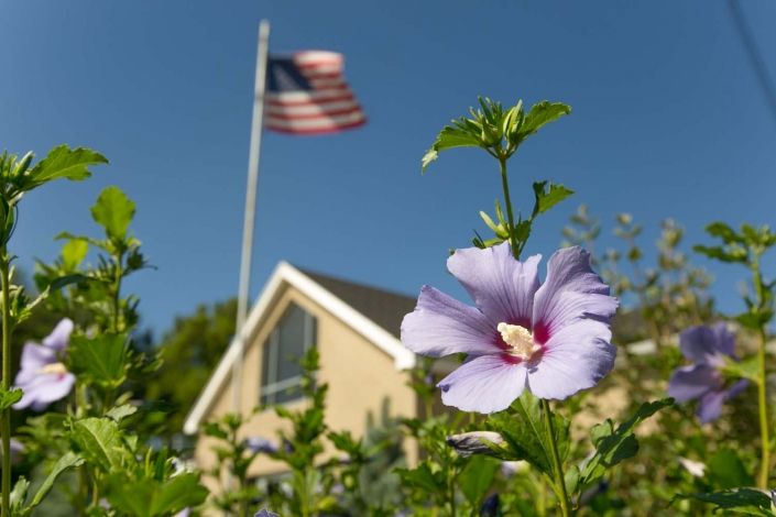 A vibrant flower blooms in a garden with an American flag waving over a house on a sunny day.