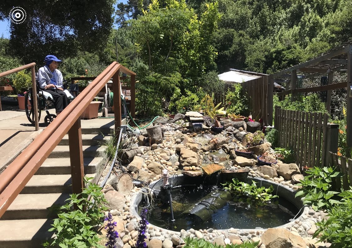 A tranquil garden scene featuring a small pond surrounded by lush greenery and a wooden walkway.