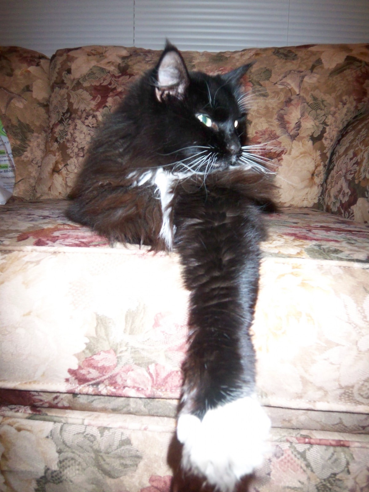 A black and white cat lounging on a patterned couch.