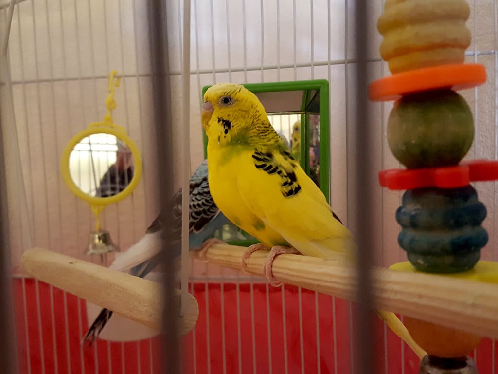 A yellow parakeet sits on a perch inside a birdcage with a mirror toy.