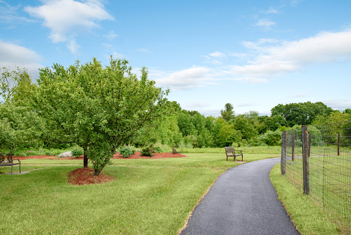 A serene park pathway surrounded by lush greenery and a tranquil atmosphere.
