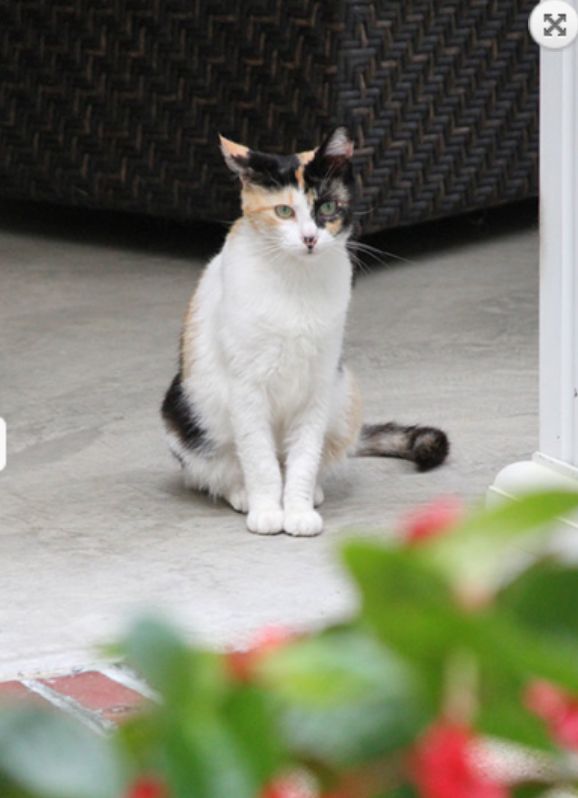 A calico cat sits calmly indoors.