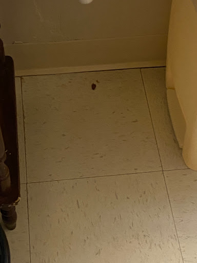 A small insect spotted on the floor in a dimly lit room.