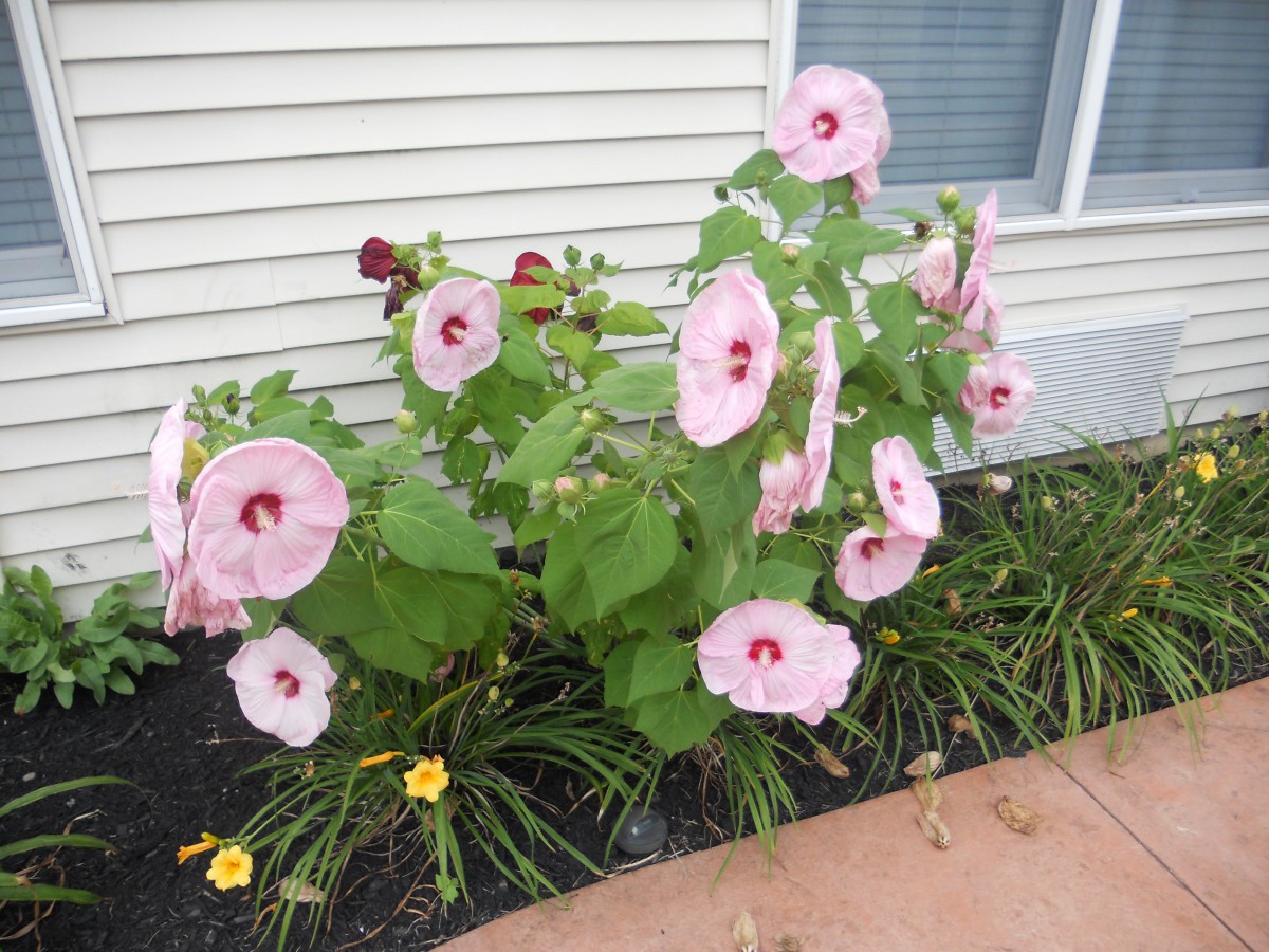 A garden with vibrant pink hibiscus flowers blooming next to a building.