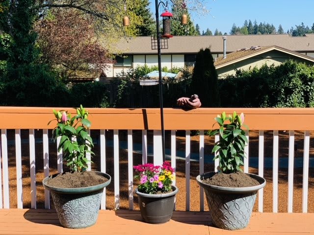 Potted plants and flowers are arranged on a sunny deck.