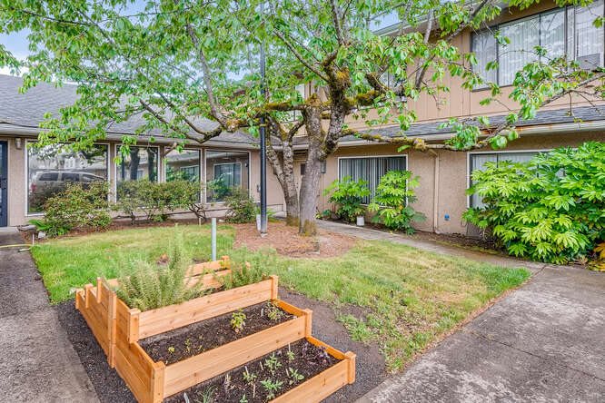 A residential garden with raised wooden planters and a large tree providing shade.