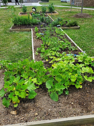 A thriving vegetable garden with lush green plants growing in organized raised beds.