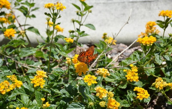 The Gardens At Depugh