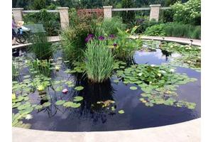 A serene garden pond adorned with water lilies and lush aquatic plants.