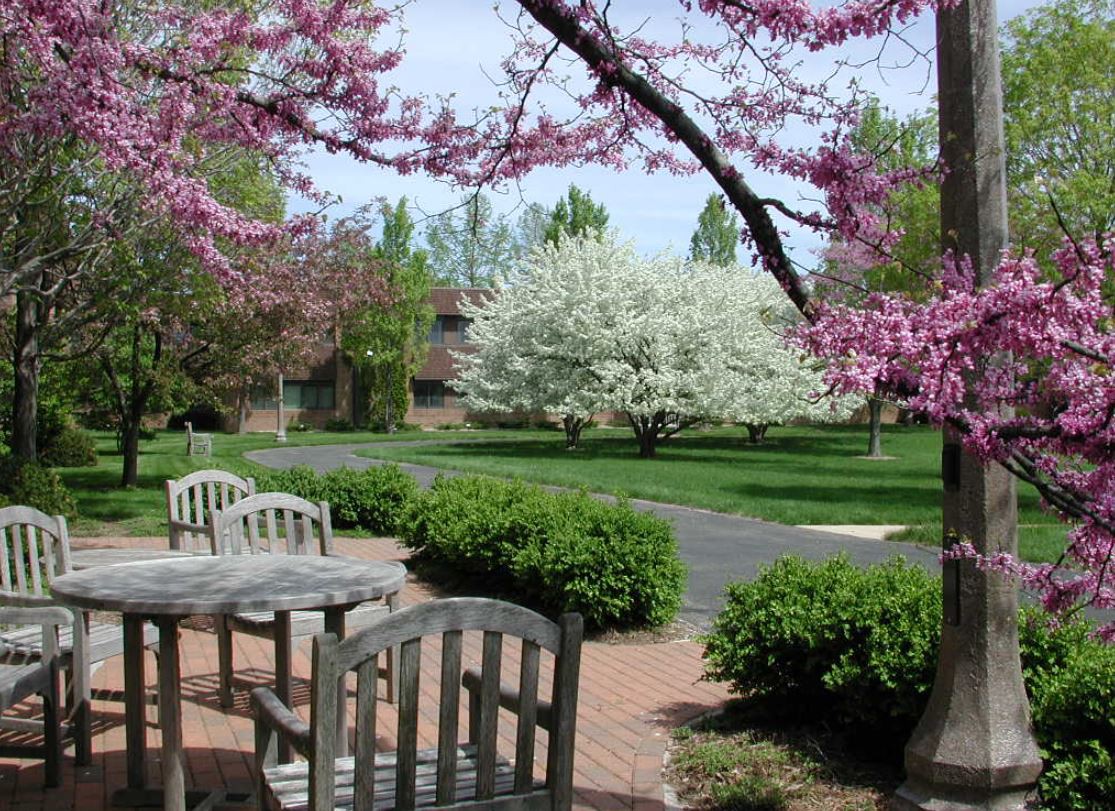 A peaceful garden scene with blossoming trees and outdoor seating.