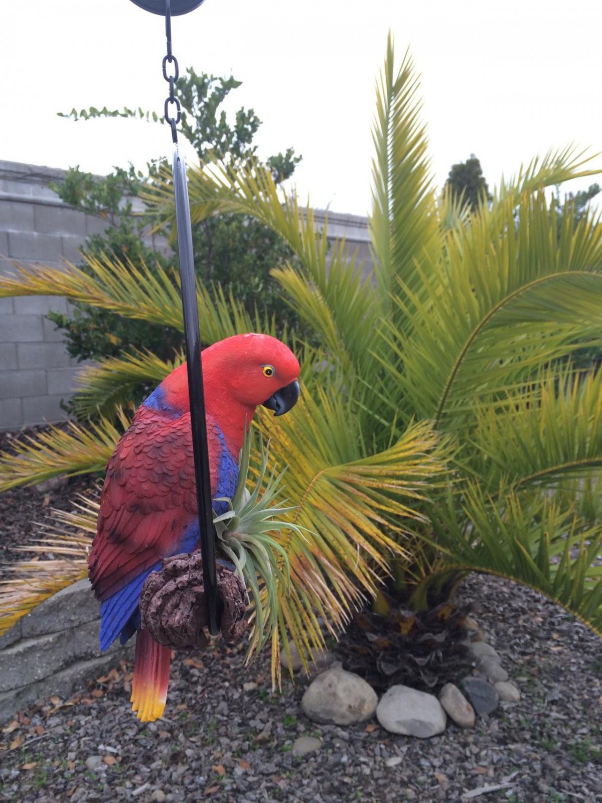A vibrant red and blue parrot perched near a tropical plant in an outdoor setting.